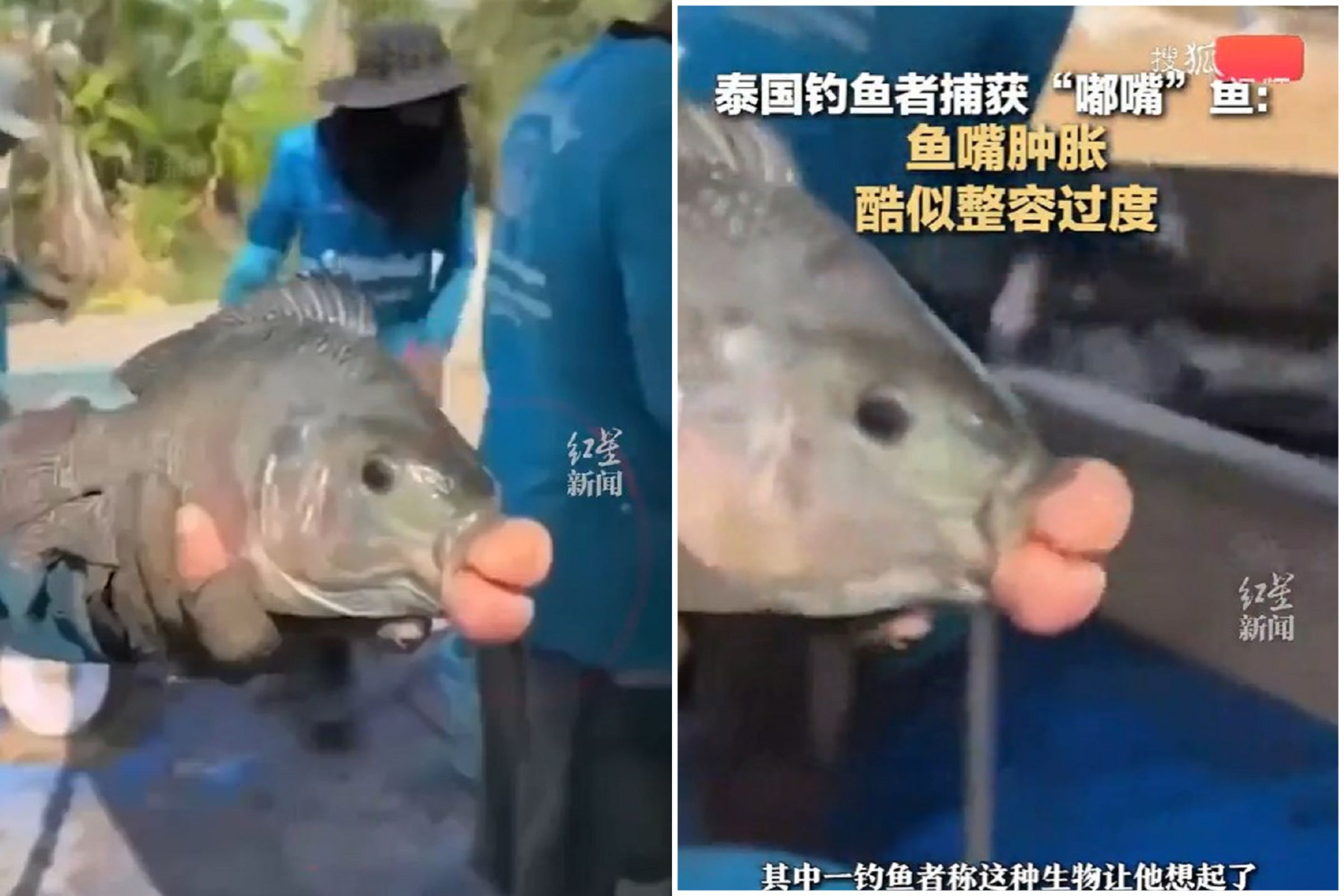 驚!「香腸嘴魚」橫空出世,被視為邪物原因曝光。(翻自畫面)