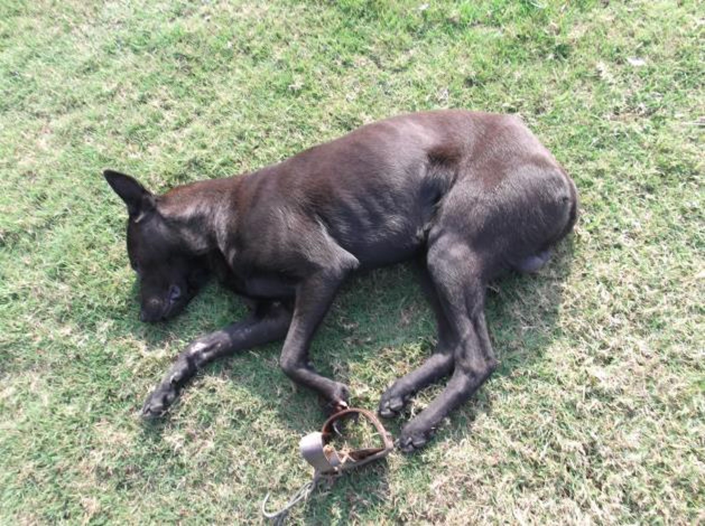 捕獸鋏是具有強大殺傷力的獵具,造成流浪動物重傷、斷肢甚至引發傷口感染致死。(台南市動保處提供)