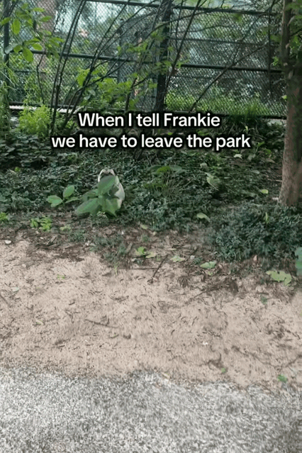 不想回家怎麼辦?裝死沒用那就裝草。(翻攝自Tiktok @frankiedoesny)