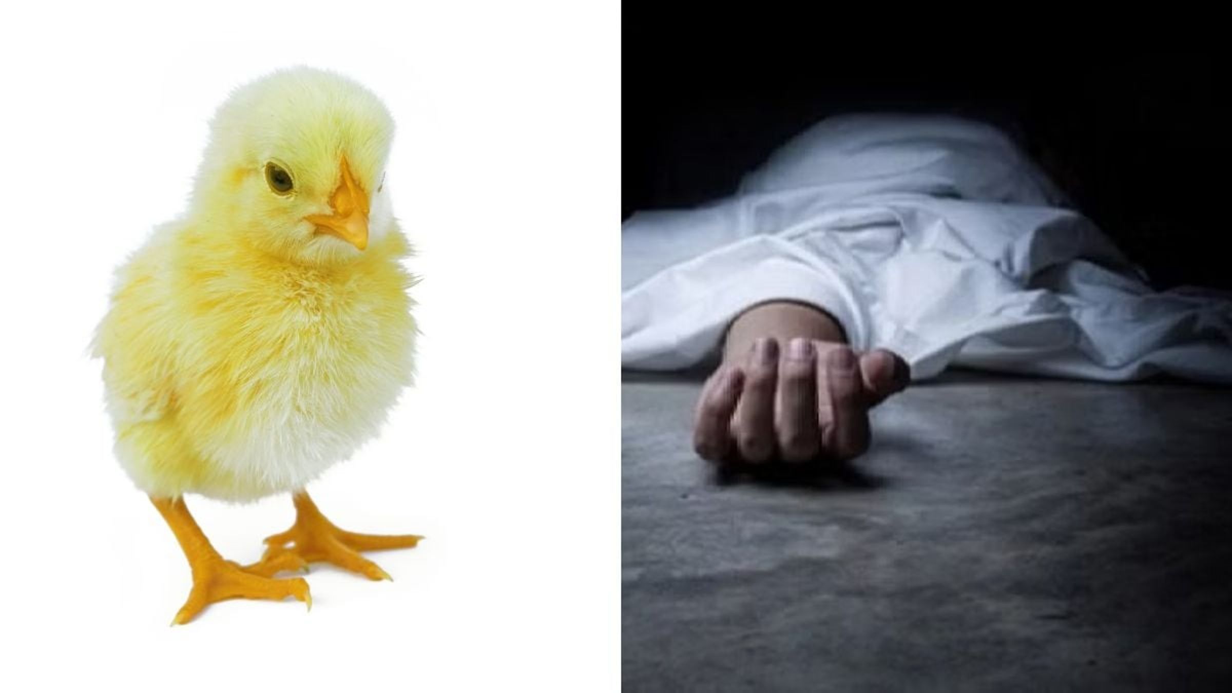 慘！男為求子相信偏方，「生吞小雞救下體大雞」結果噎死了。（示意圖）