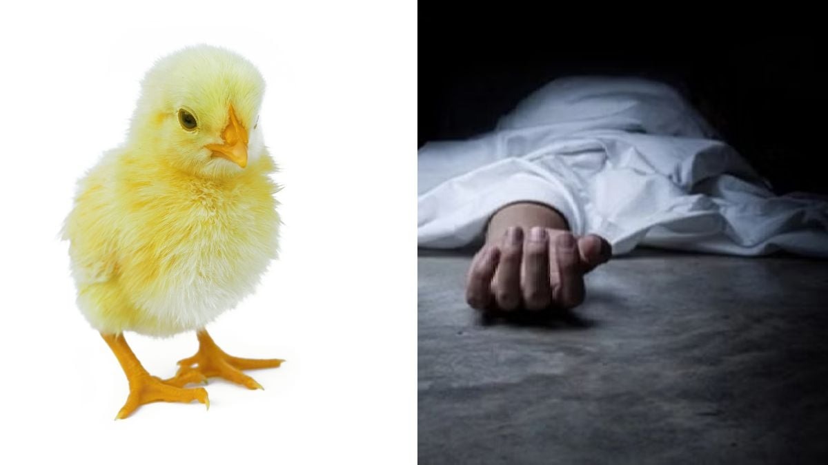 慘！男為求子相信偏方，「生吞小雞救下體大雞」結果噎死了。（示意圖）