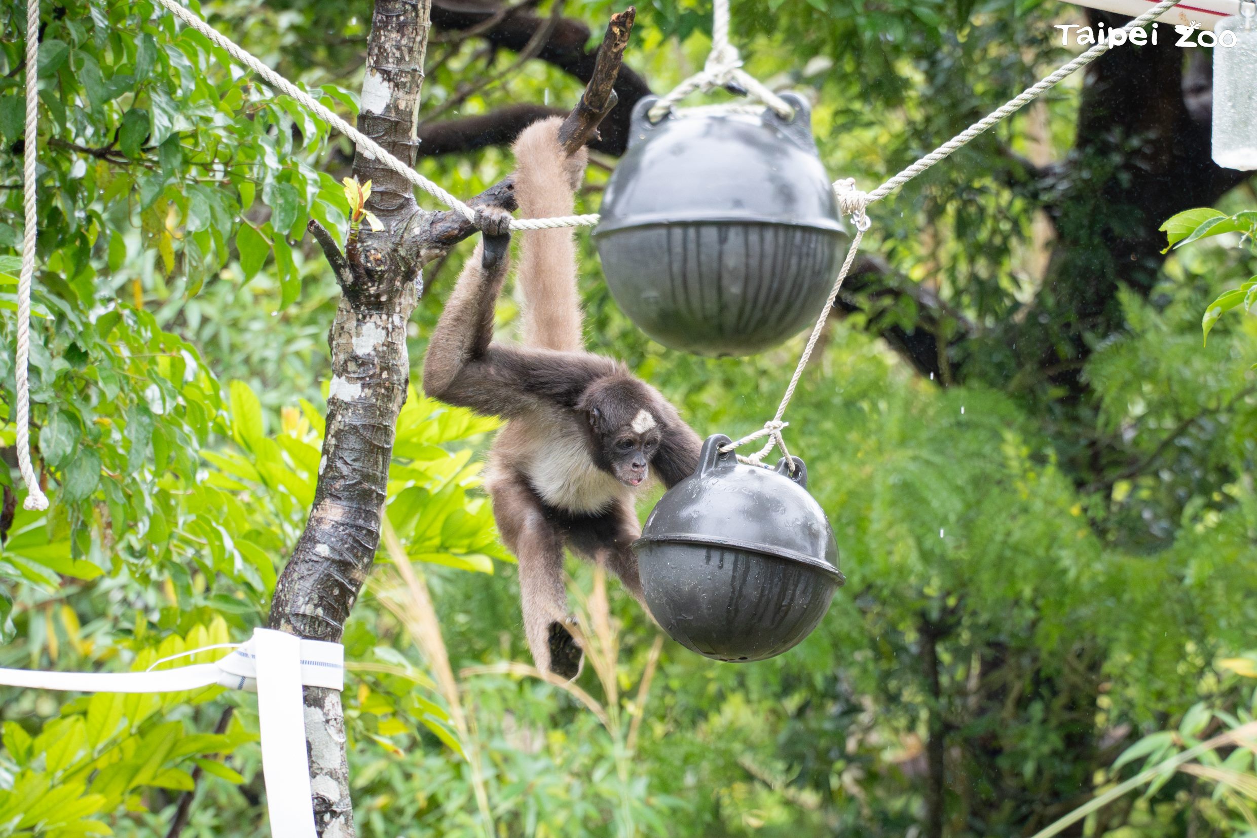 動物園保育員利用海洋保育署桃竹海洋保育站提供的海洋廢棄物浮球,改造成動物玩具。(台北市立動物園提供)