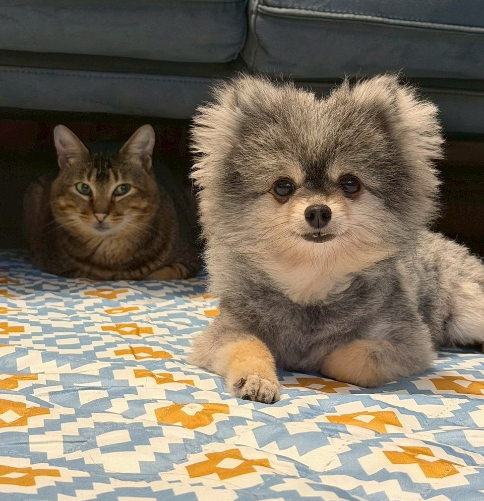 犬貓本屬不同科種,營養保健真的別再混了!圖/木入森提供