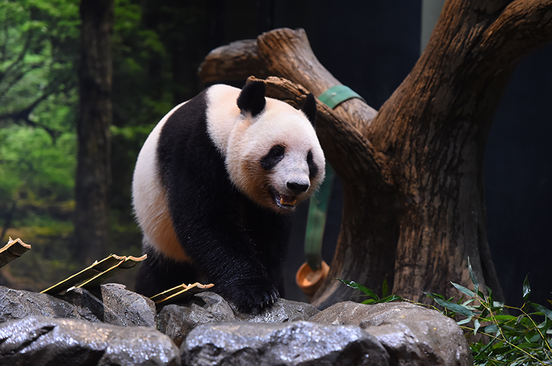 上野動物園的明星貓熊「蕾蕾」。（翻攝上野動物園官網）