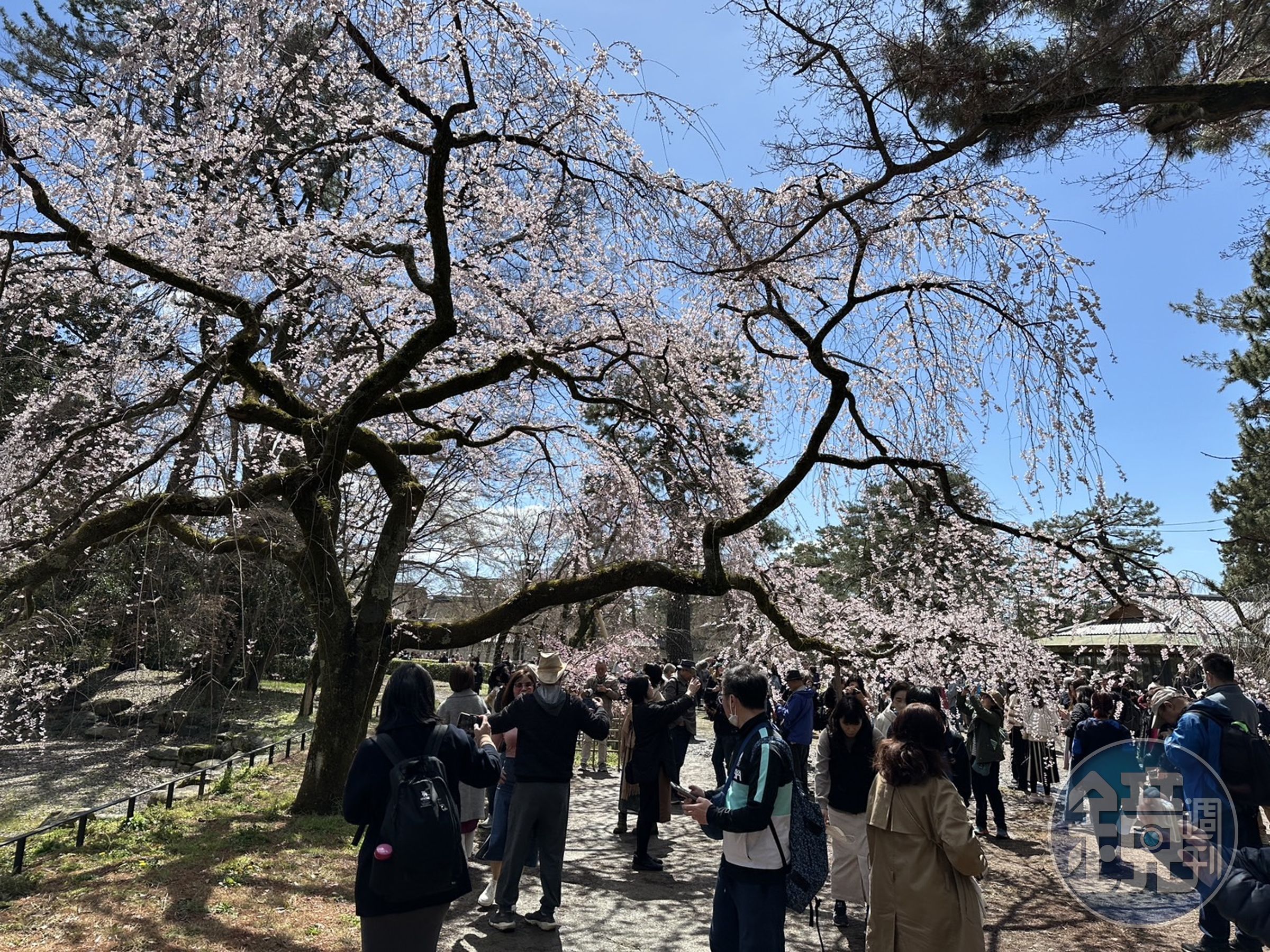有鄉民疑惑「去日本旅遊越來越貴，還值得去？」有網友抓關鍵原因，留言直呼「櫻花季本來就這個價錢」。（示意圖，本刊資料照）