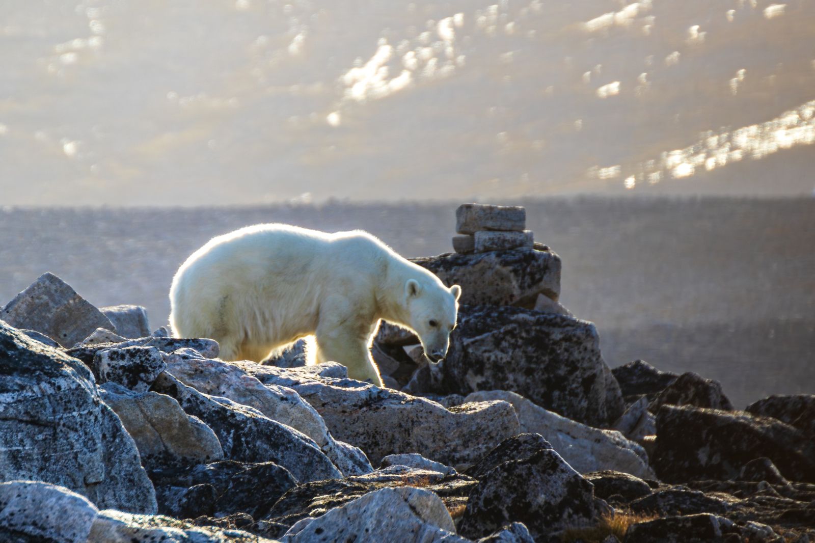 他外出拍攝北極熊「沒看到第2隻埋伏」! 慘遭雙熊夾擊撕咬身亡