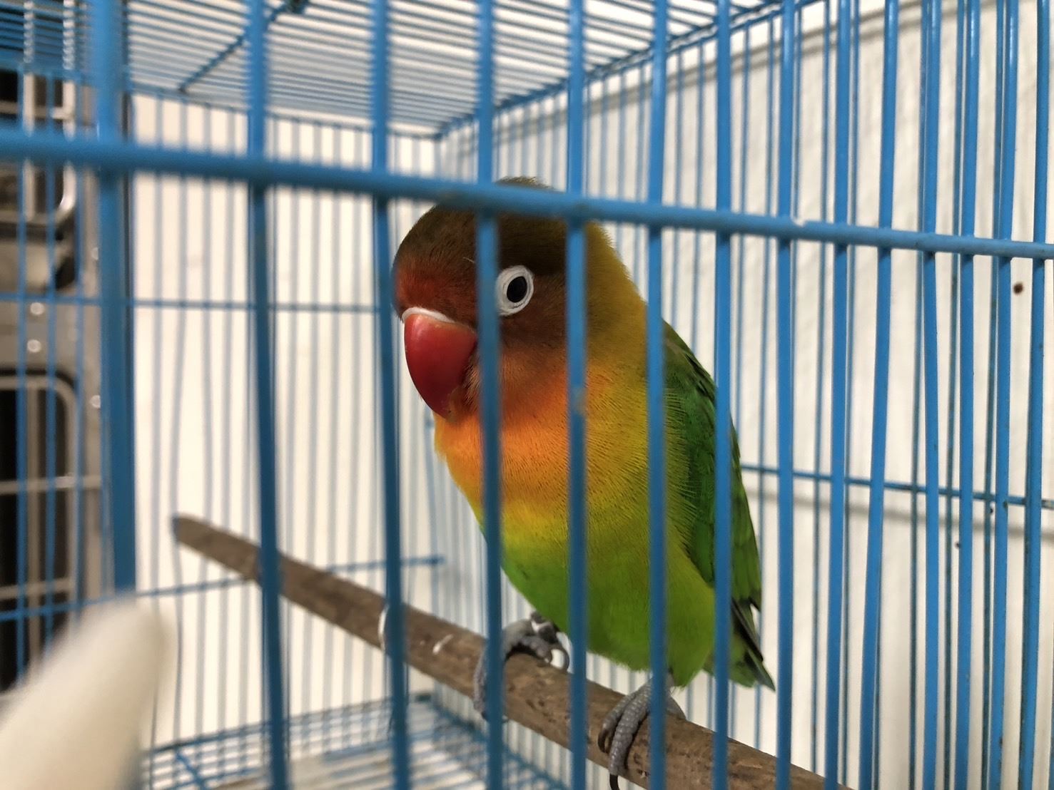 新北市動保處接獲民眾通報飛失的鸚鵡。（新北市動保處提供）