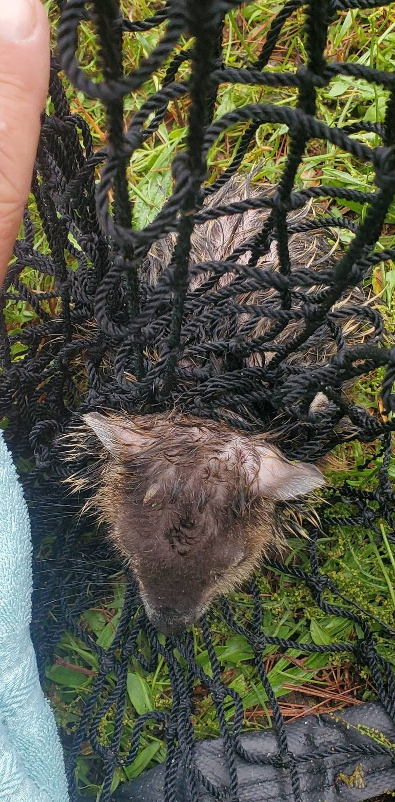 土撥鼠被球網纏住。（翻攝自臉書@Belchertown Animal Control）