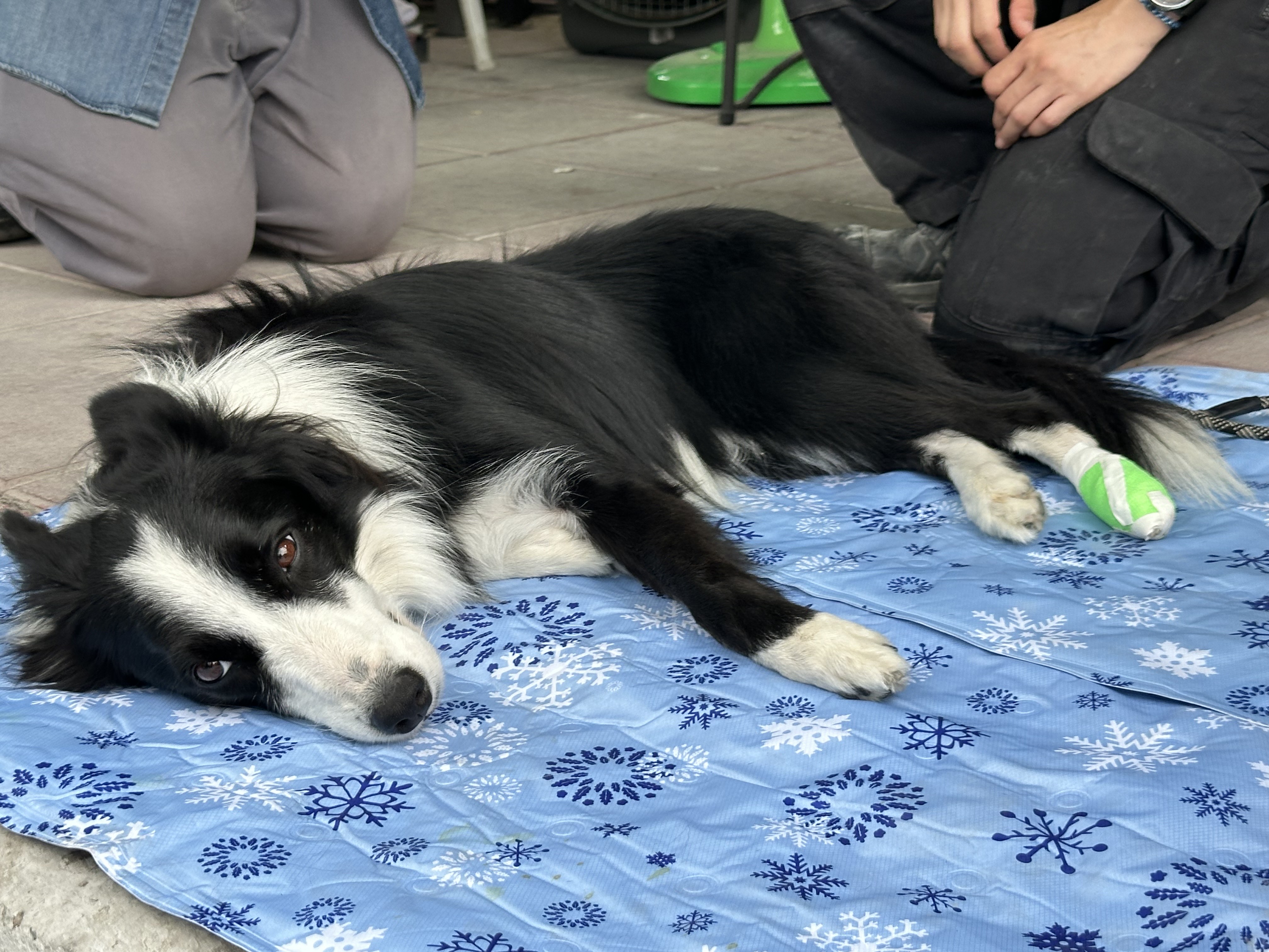 搜救犬不堪負荷，受傷送往救護站。