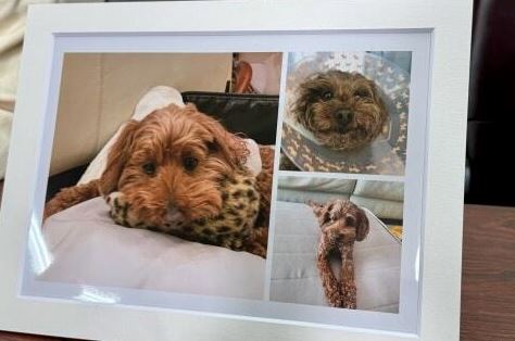 1名60多歲的日本男性飼主於今為了「蜜兒」向東京地方法院提起訴訟。（翻攝自辯護士.com）