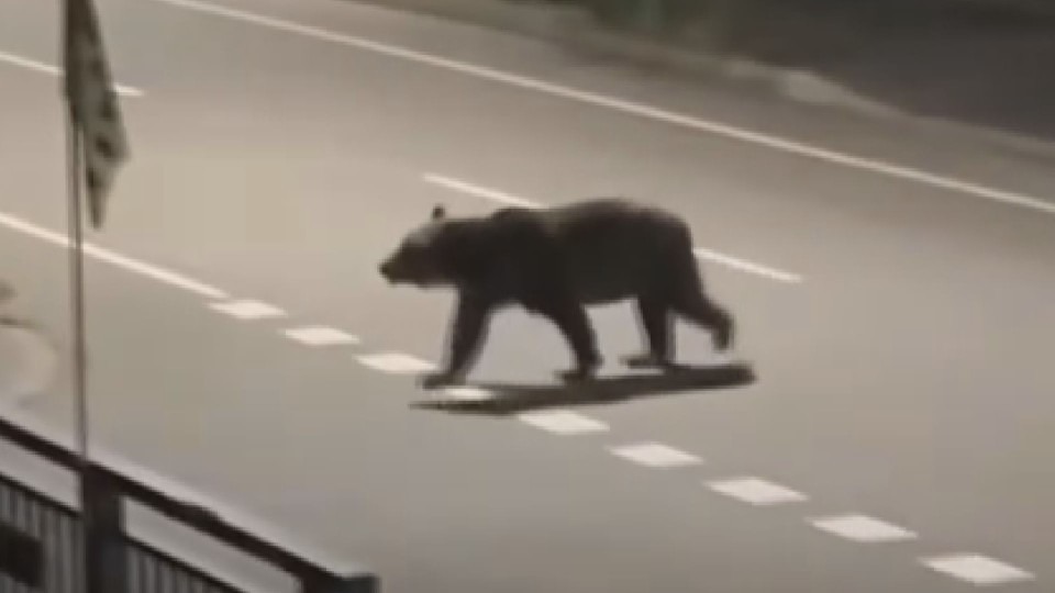 日本9月份因熊造成的人身傷害共39人，創下過去10年單月最高紀錄。（翻攝畫面）