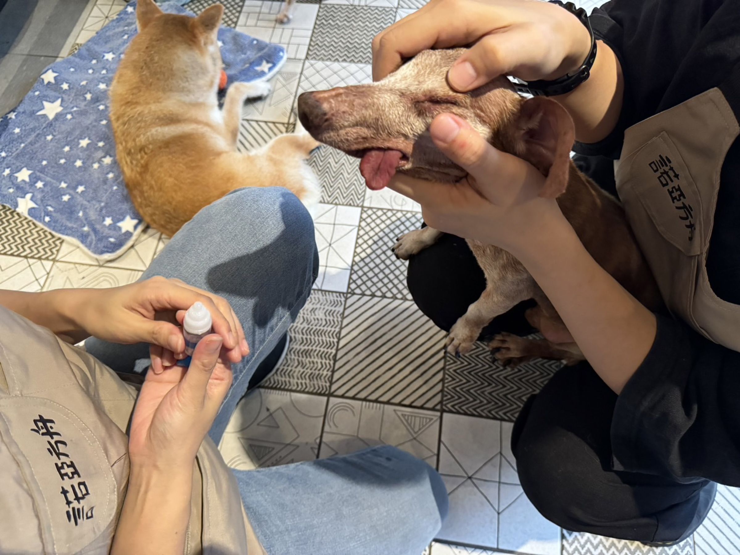諾亞方舟動物同樂協會為弱勢貓犬提供醫療照護工作，也為領養人提供支持性服務，建構飼主的社會支持網絡。（法國皇家提供）