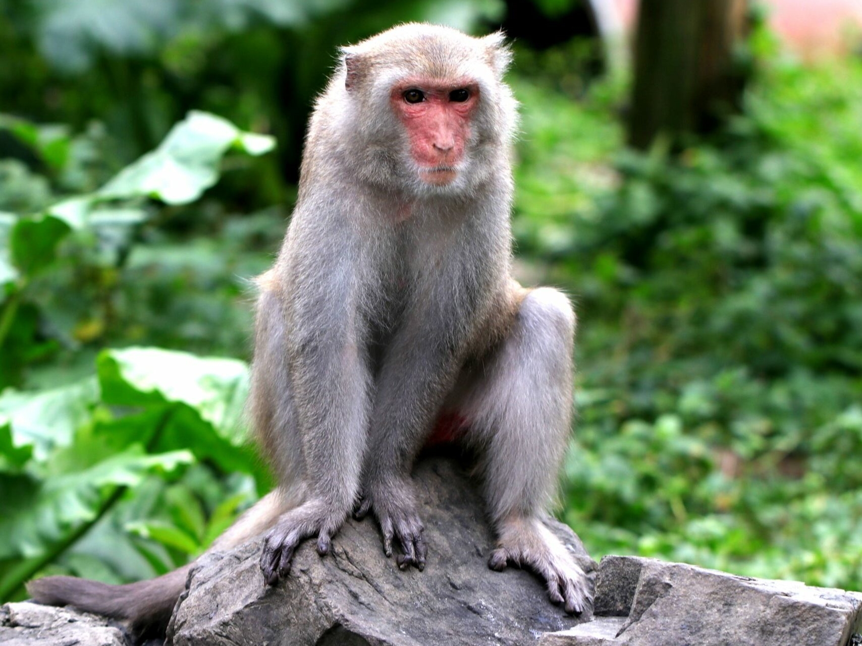台灣獼猴曾是保育類動物，不過隨著數量越來越多，2019年被移出保育類。（翻攝自屏科大保育類野生動物收容中心）