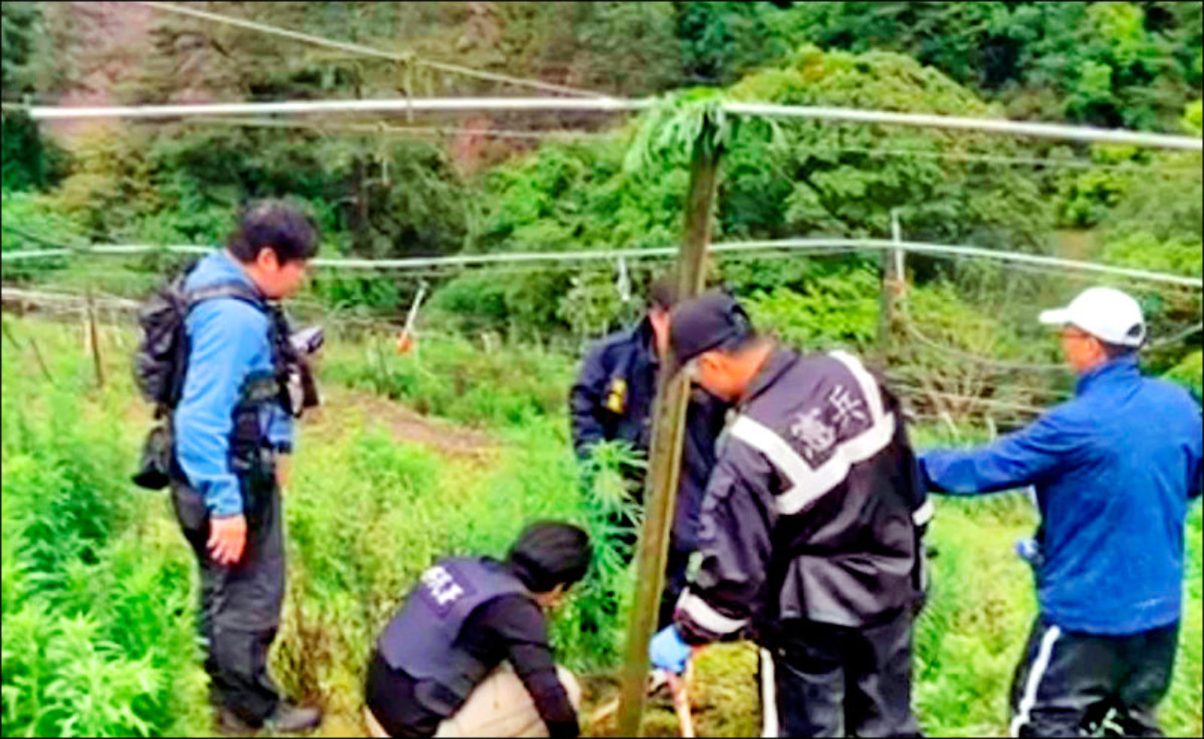 警方假扮農夫,在梨山調查兩個月,終於查緝一處大麻農場,查扣活株50株。(警方提供)