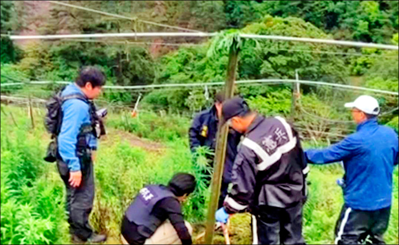 警方假扮農夫，在梨山調查兩個月，終於查緝一處大麻農場，查扣活株50株。（警方提供）