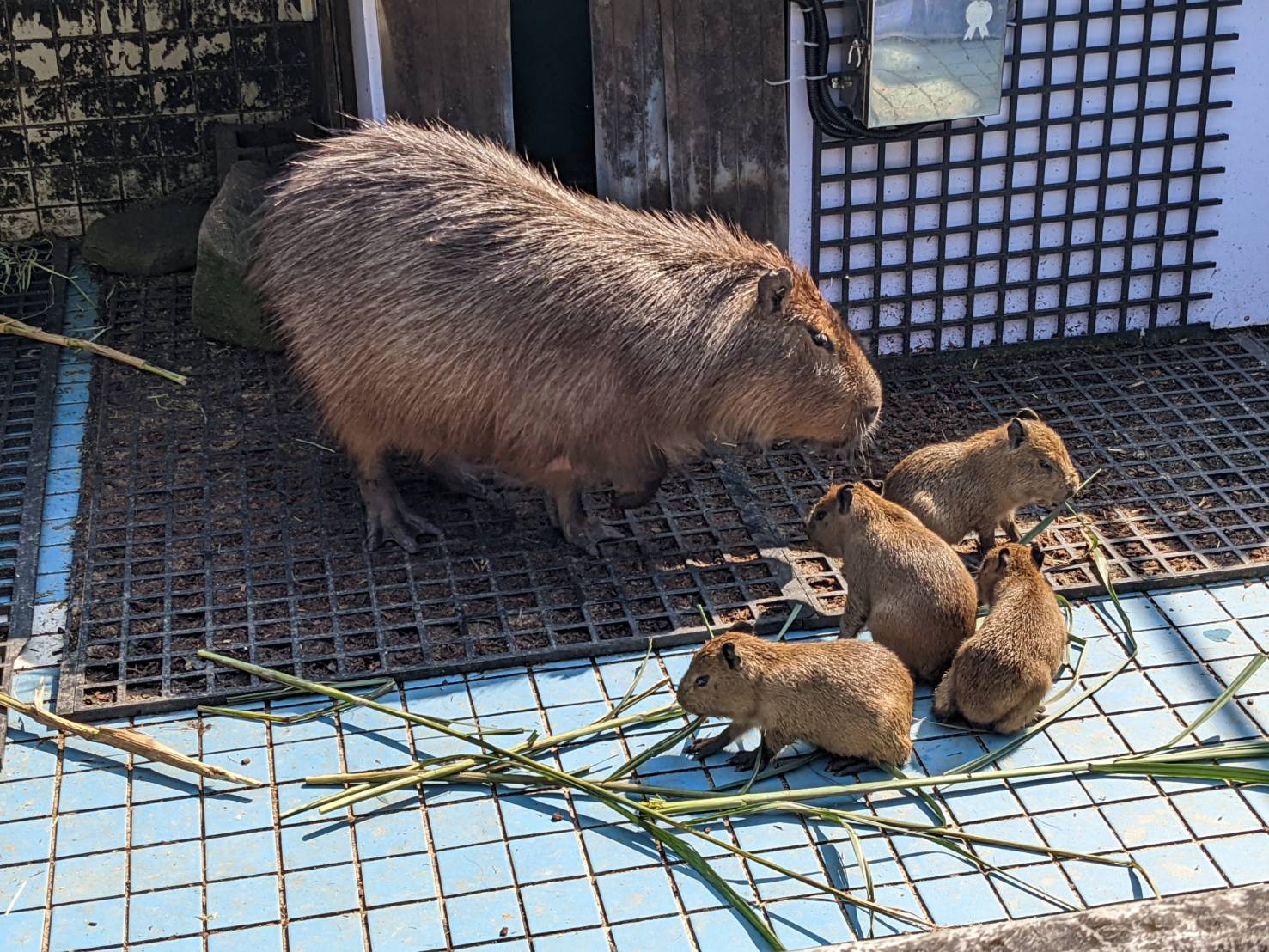 水豚是群居動物，會有自己的小團體。（柯心平提供）