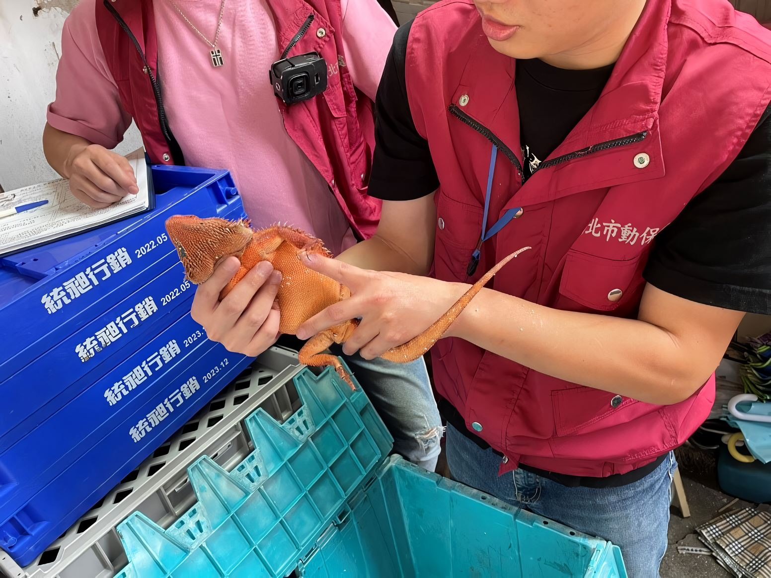 動保人員迅接獲通報後，發現是一隻雄性「紅魔血系鬆獅蜥」。（動保處提供）