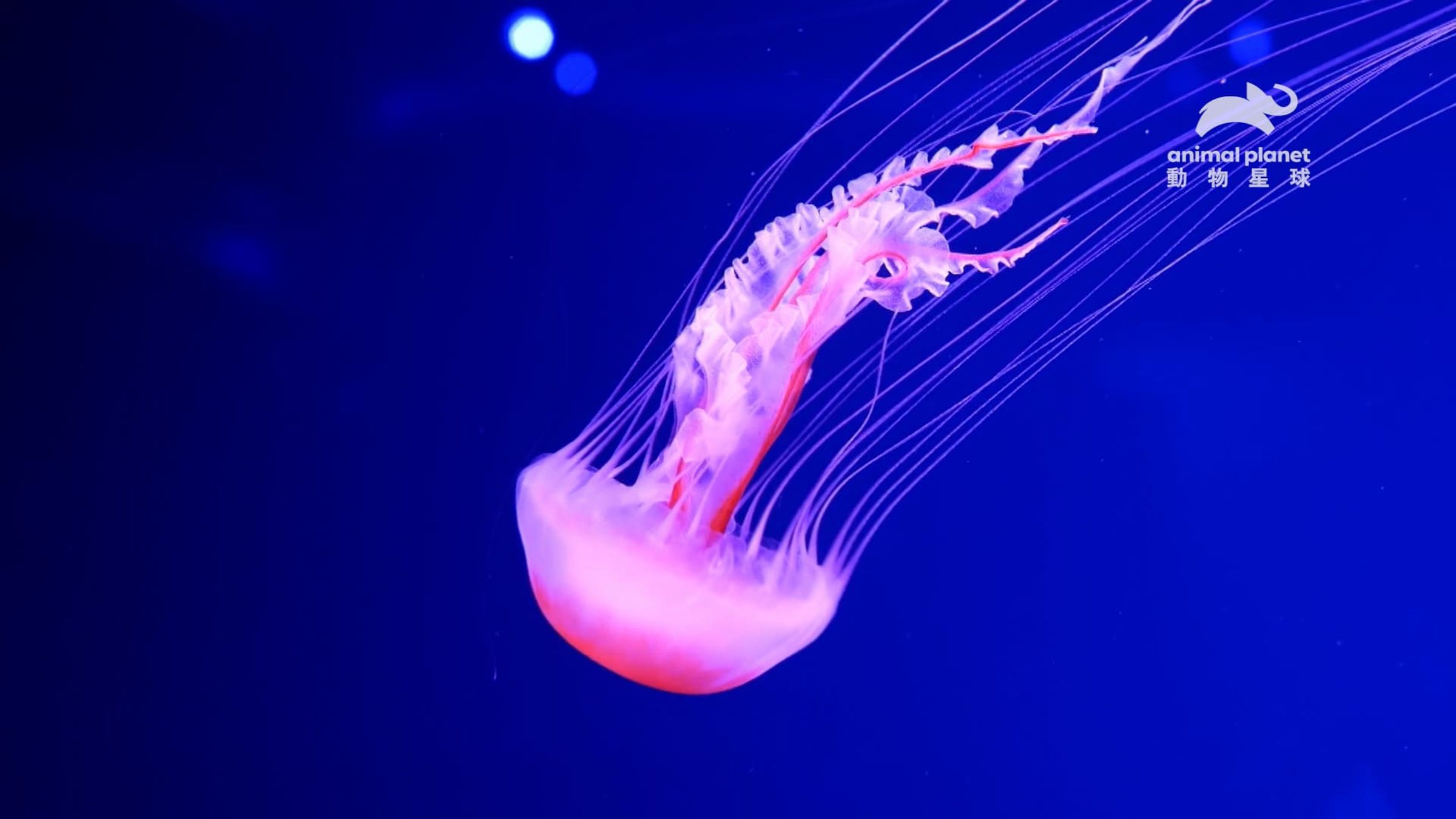 水母是非常古老的生物，目前已知的水母種類超過2000種。（動物星球頻道提供）