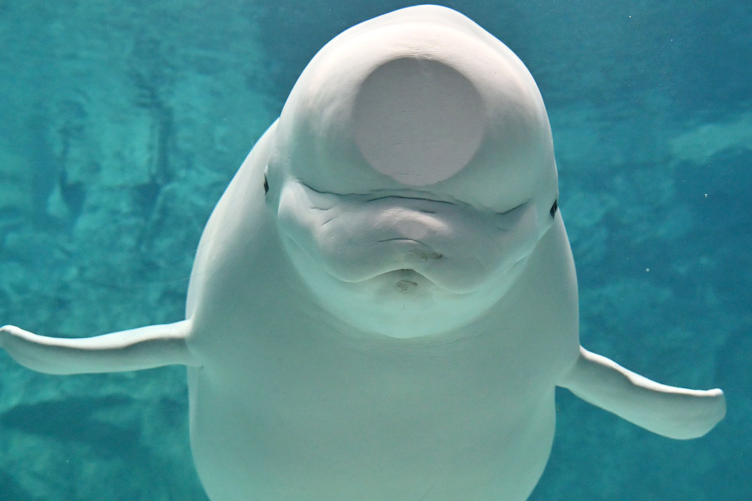 爸爸尼科（ニコ）頑皮活潑。（翻攝自名古屋港水族館）