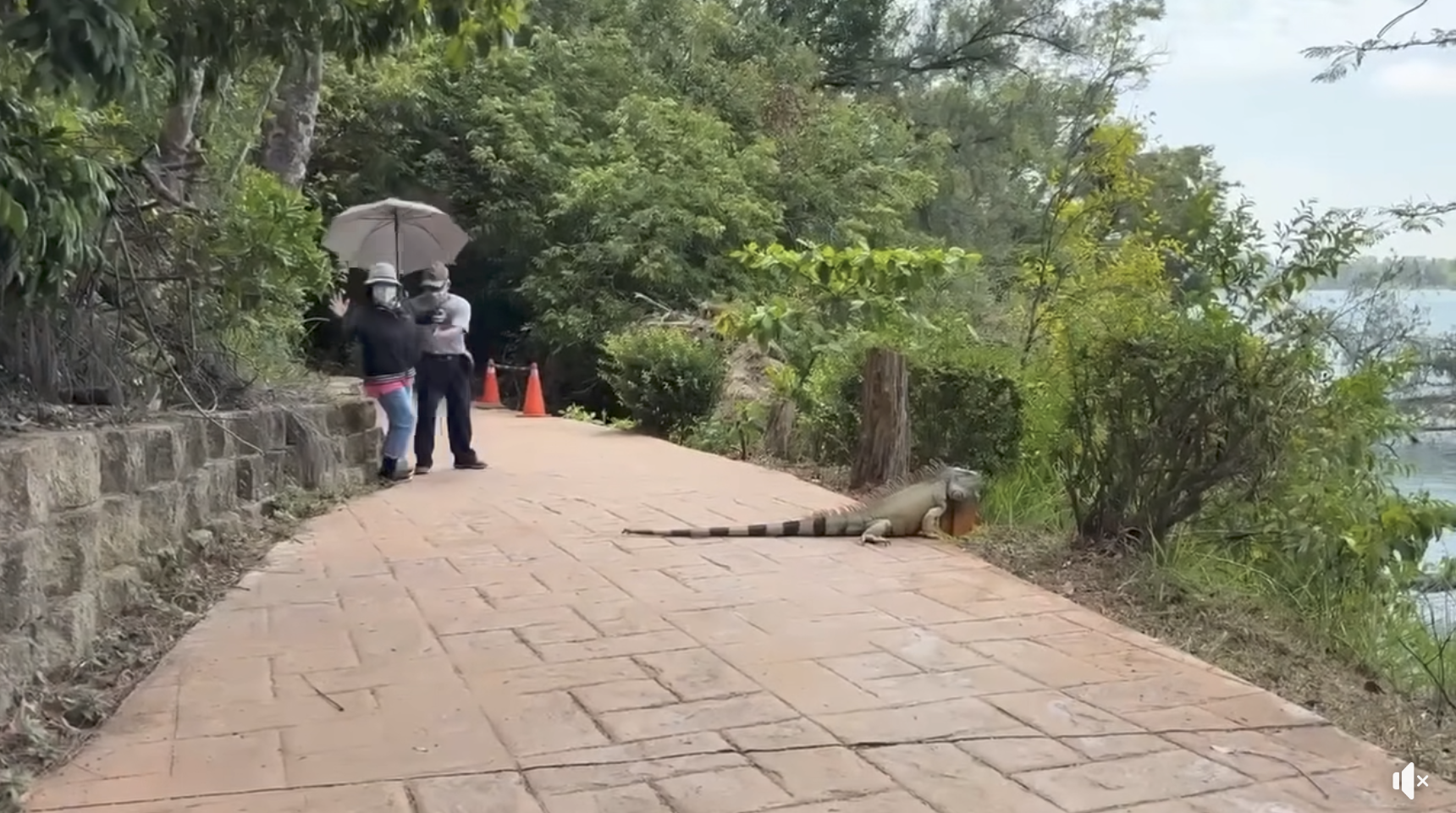 身長至少170公分的巨型綠鬣蜥出現在澄清湖，讓路過民眾看了嚇壞，差點跌倒。（翻攝Joby臉書影片）