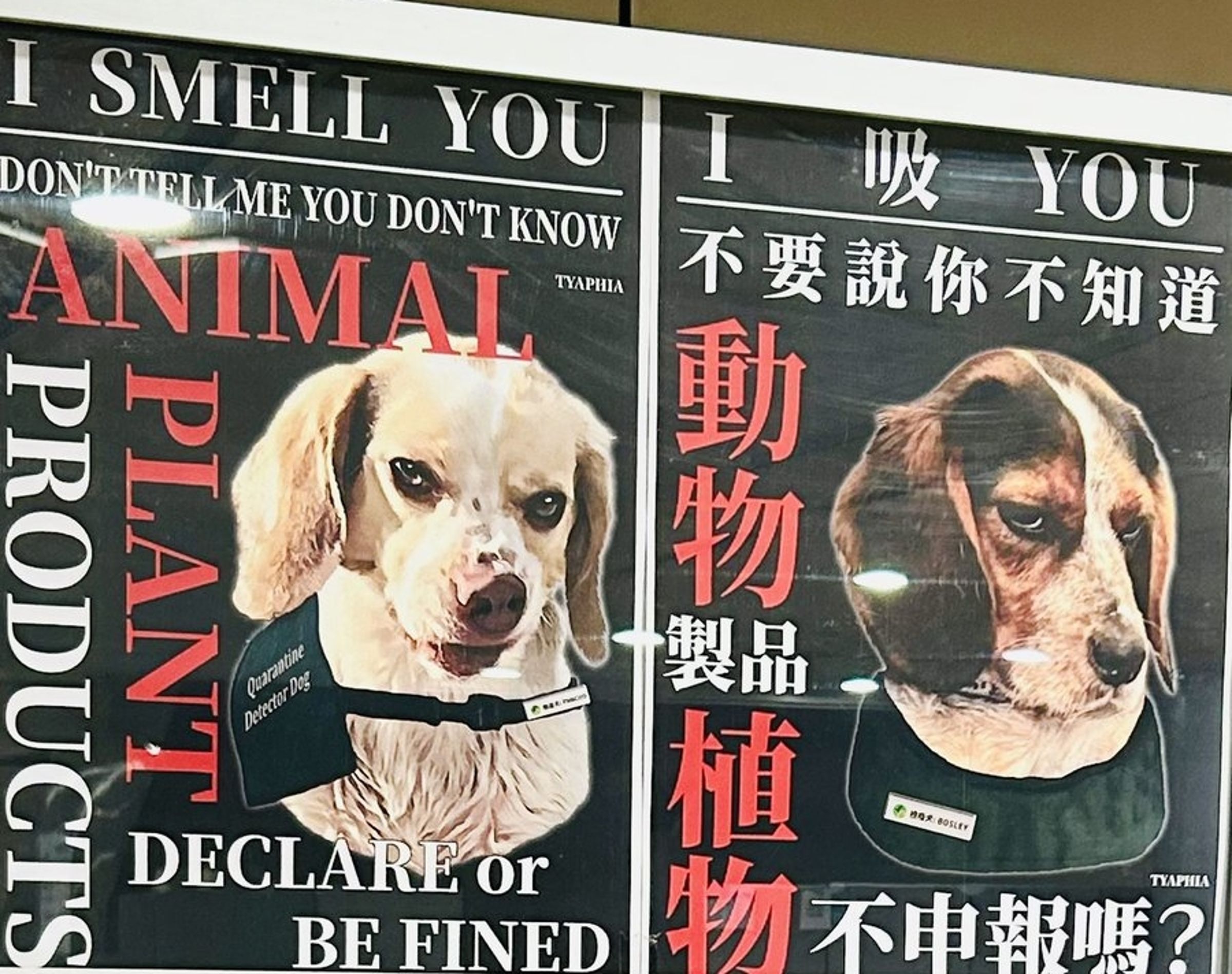 台灣機場的檢疫犬文宣,近日在台灣、日本上群引發討論。(翻攝自X平台/@bonkuretaiwan)