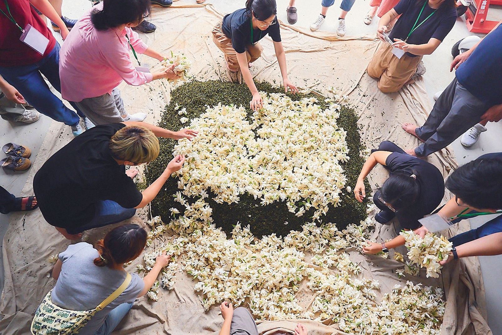 花茶製作也是桔揚強項。圖為桔揚承包客家茶文化館推出的茉莉花茶製作體驗。(翻攝桔揚公司FB)