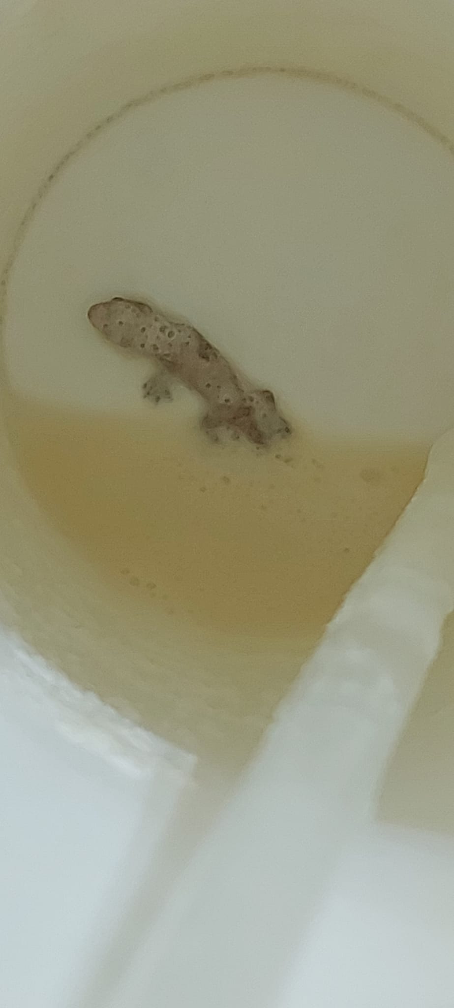有網友喝奶蓋喝到最後,才發現杯子裡面竟然有一隻死掉的壁虎。(翻攝自爆料公社二社)