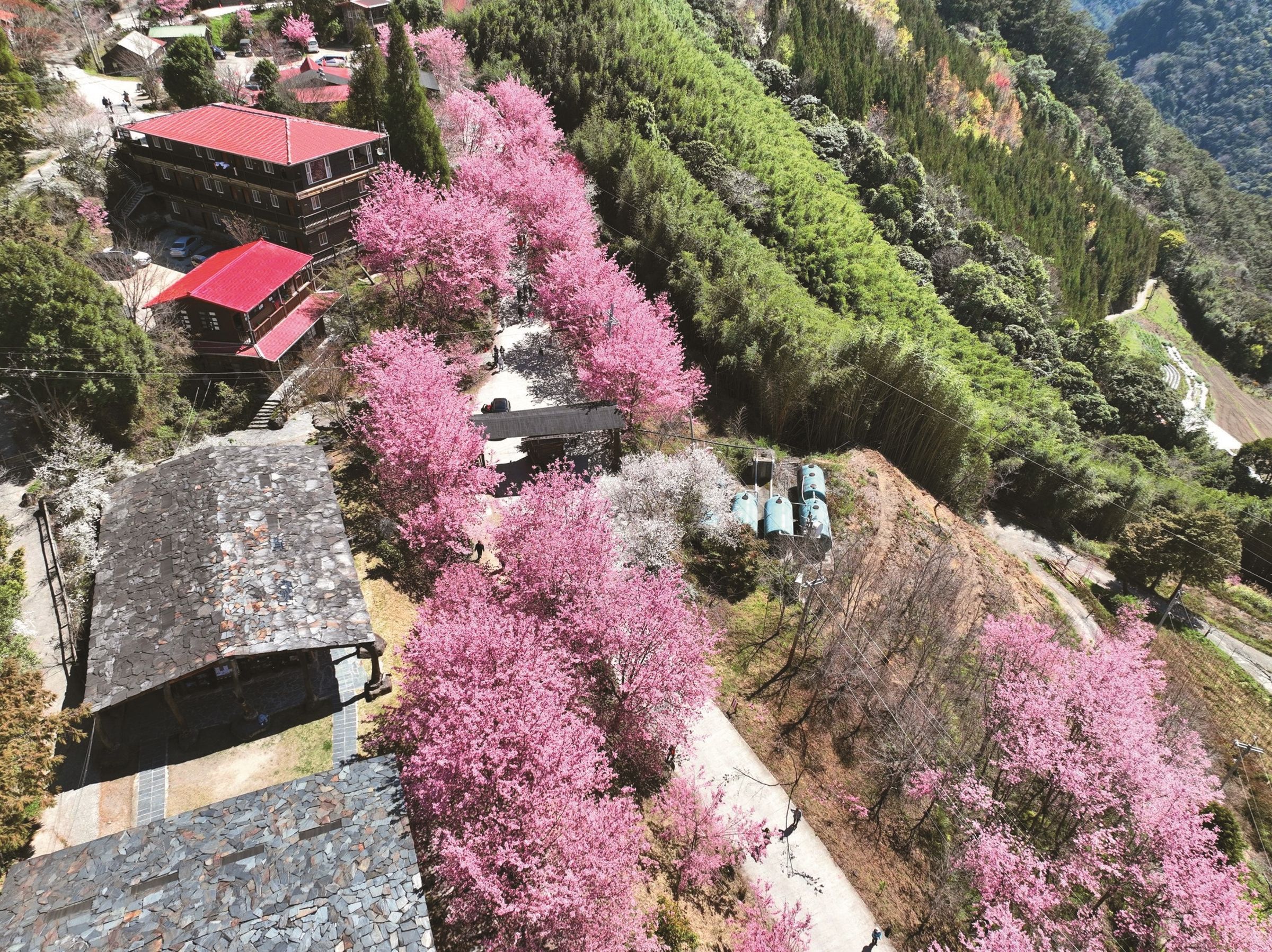 司馬庫斯櫻花季。(新竹縣政府提供)