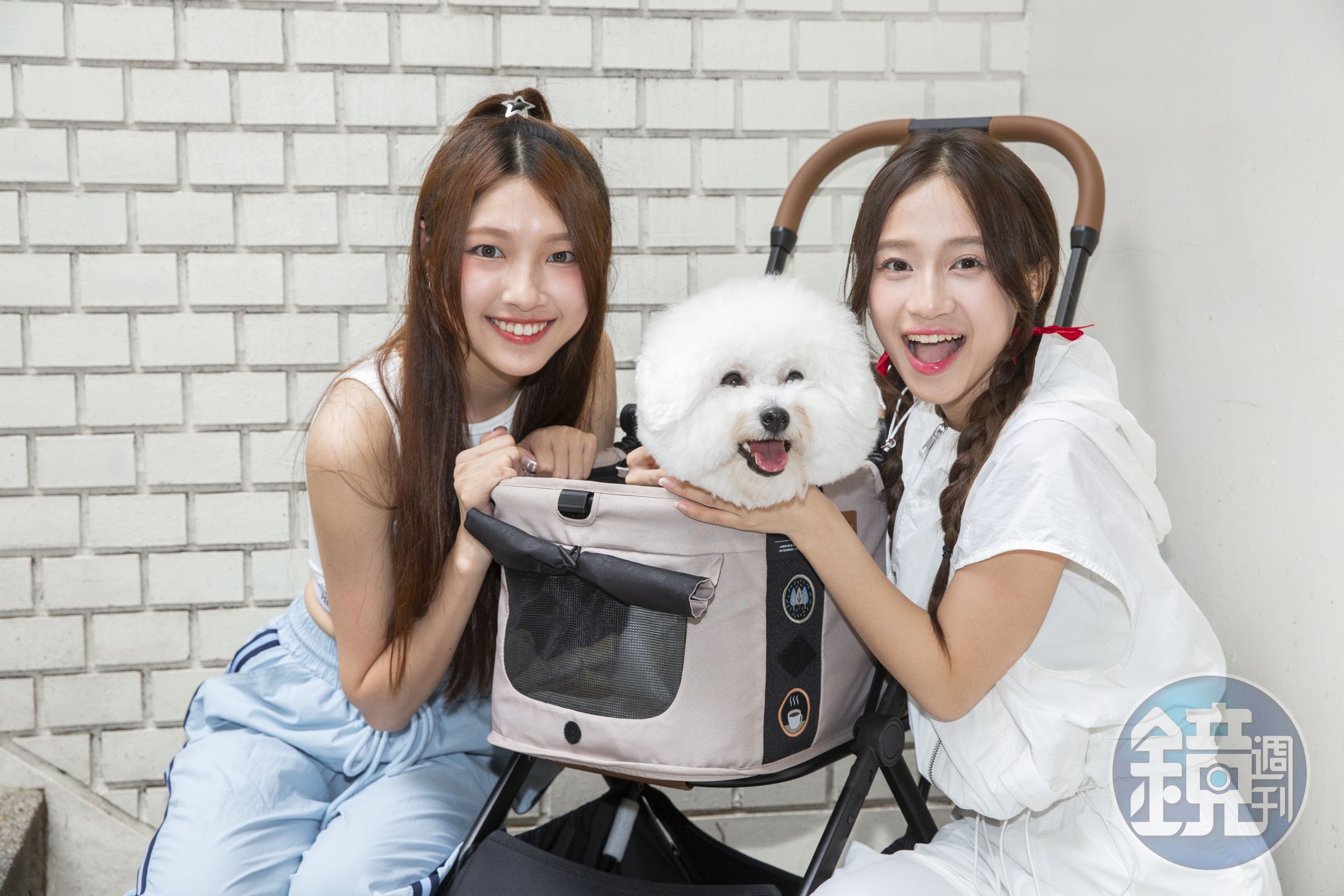 蔡菜擔心比熊犬滴滴是不是不喜歡弟弟。