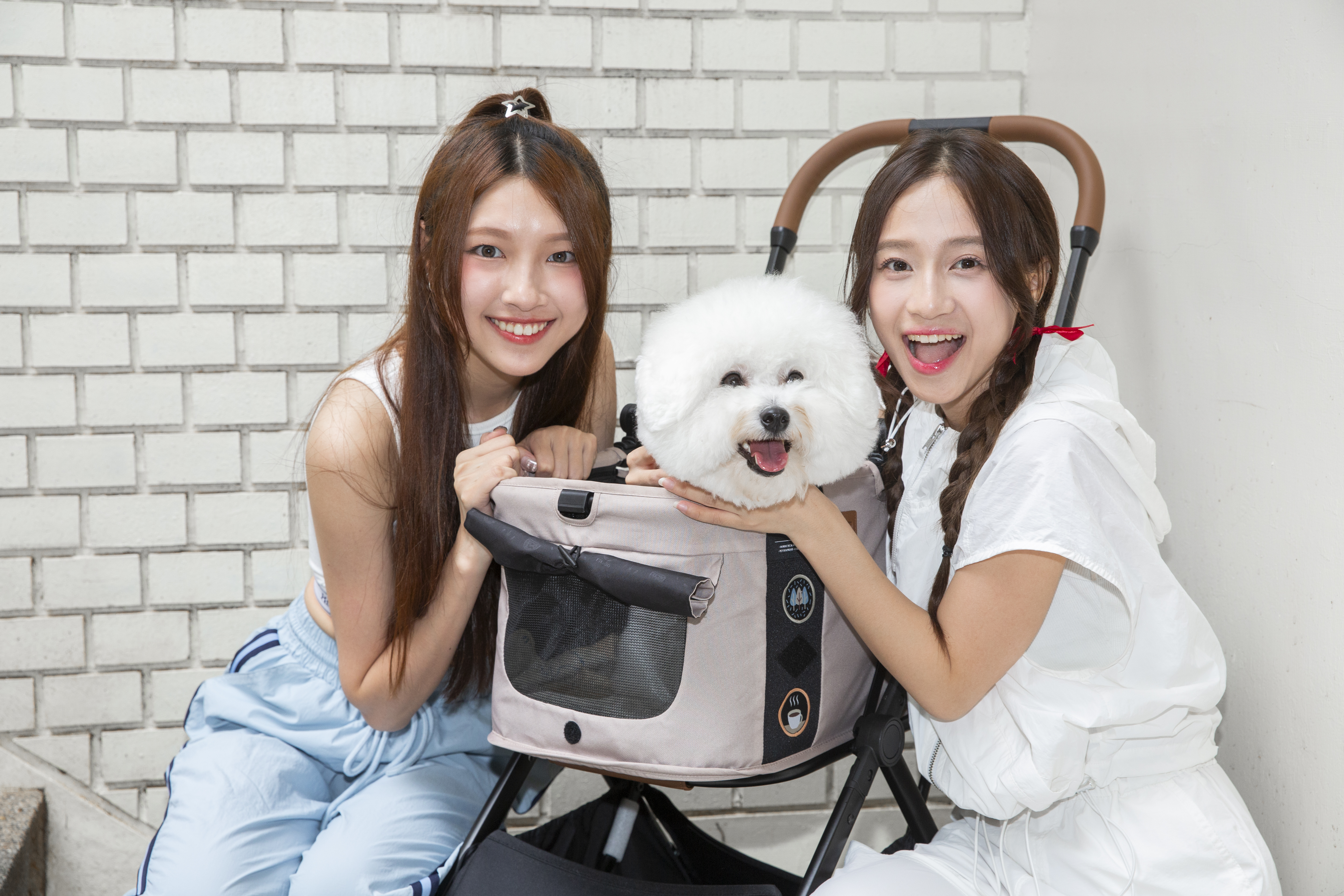蔡菜擔心比熊犬滴滴是不是不喜歡弟弟。