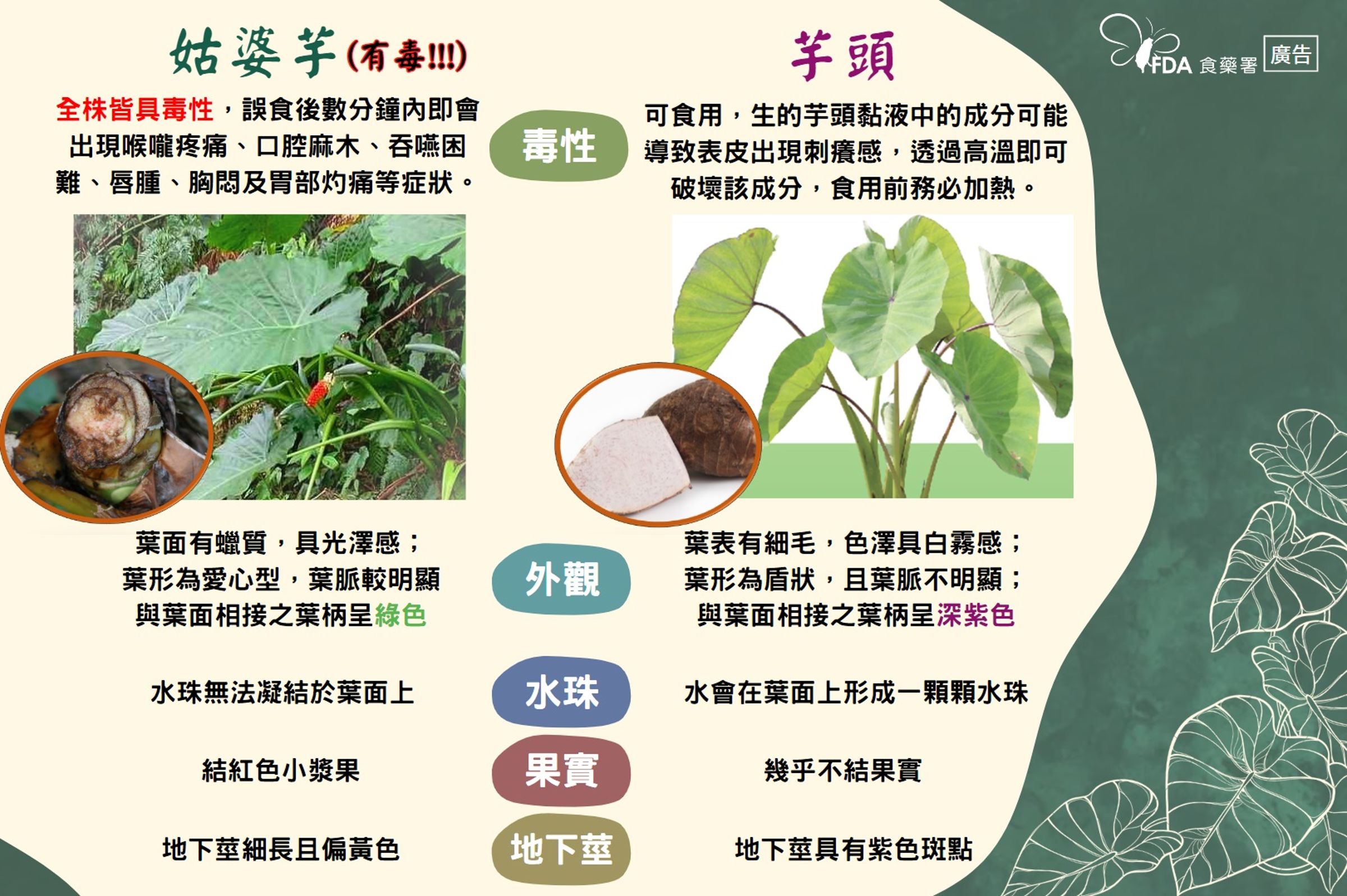 食藥署教學姑婆芋的辨識方式。(食藥署提供)