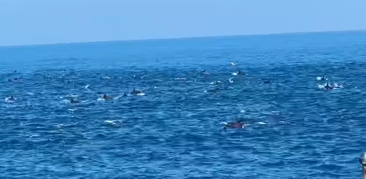 超難得一見的海豚群穿梭海面，船長果斷熄火共賞壯觀奇景。（翻攝自項彥豪臉書）