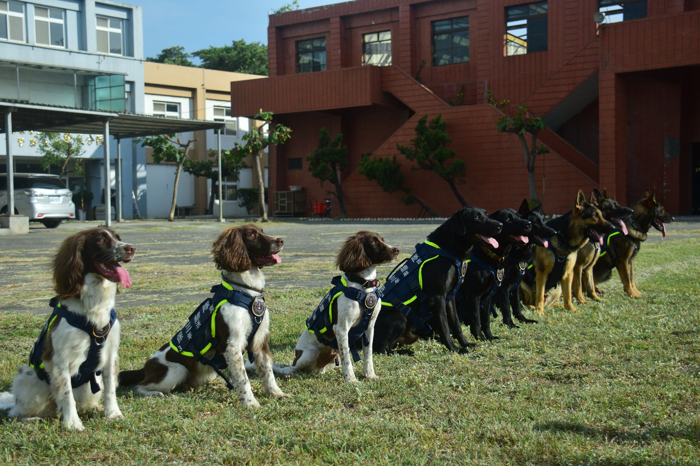 警犬依任務可投入緝毒、偵爆等工作，今年將與消防搜救犬共同參與國慶活動。（內政部提供）