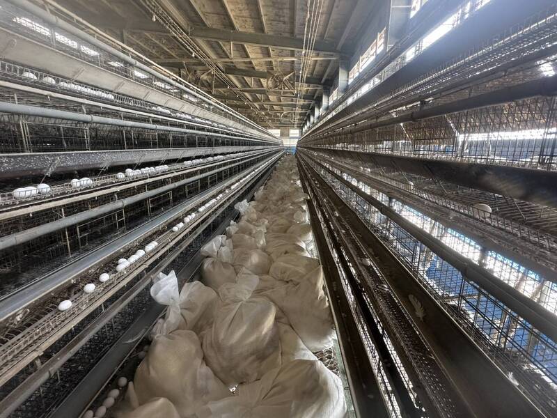 彰化縣芳苑鄉一處蛋雞場出現禽流感，逾6萬隻蛋雞全數撲殺。（彰化動防所提供）