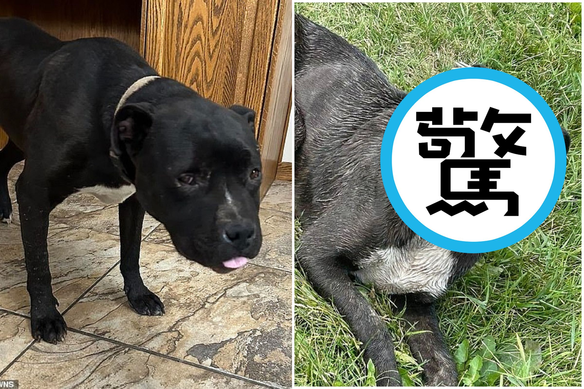流浪鬥牛犬餓到想吃豪豬，慘遭扎針1500根！全臉被刺爆。（翻自《每日郵報》）