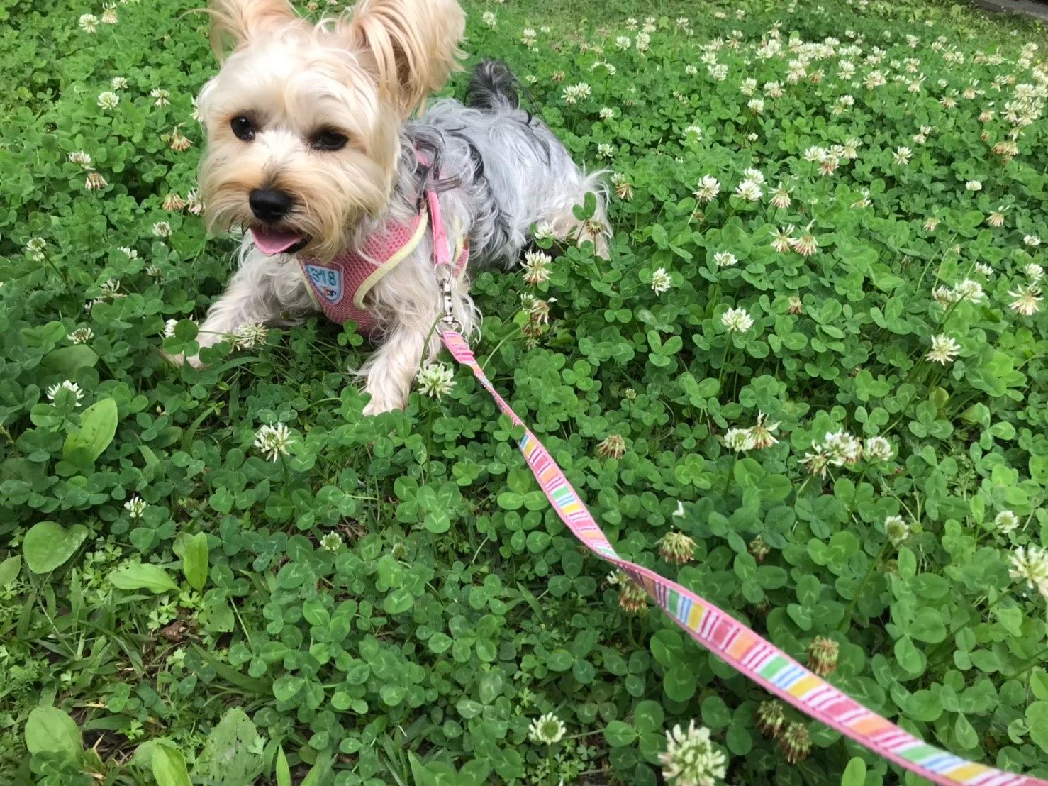 動保處建議飼主遛狗時，選用胸背帶配合牽繩，比只用項圈更安全。（北市動保處提供）