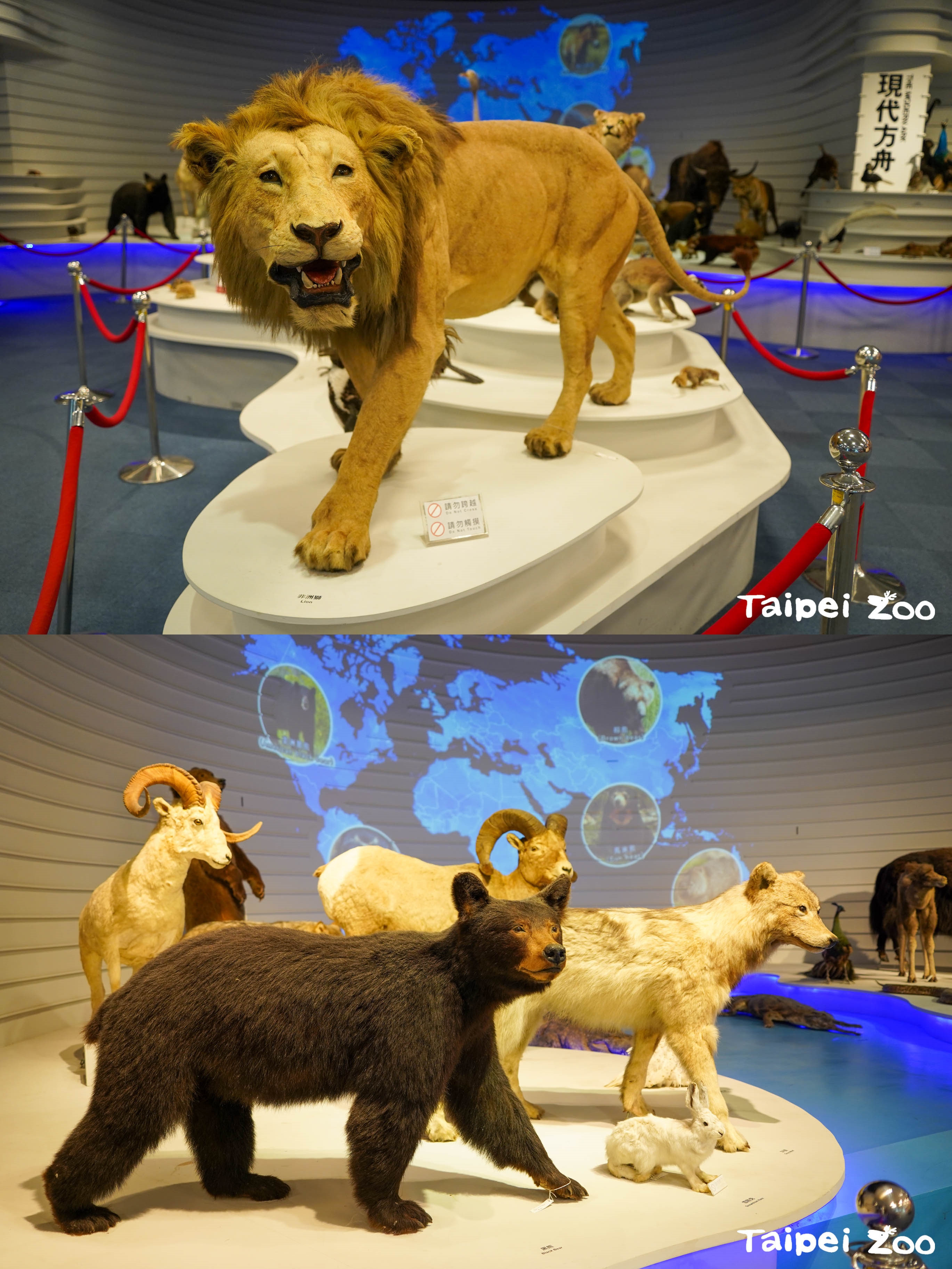 北市動物園典藏保育物種標本數百種,是相當好的教材。(台北市立動物園提供)