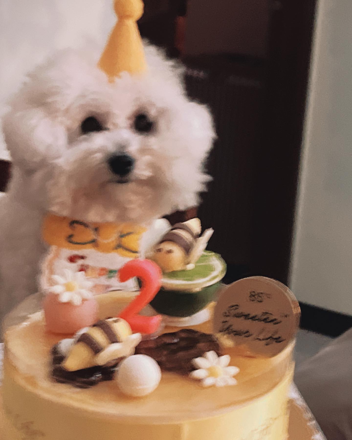 蔡菜幫比熊犬滴滴過生日。（翻攝自蔡菜CC IG）