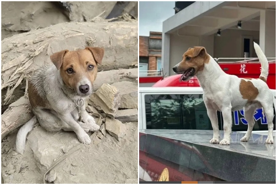 年僅4歲的搜救犬「Wilson」曾在2024年花蓮403強震中立下大功,卻在去年驚傳墜樓身亡,引發外界質疑。(翻攝自花蓮搜救犬隊~whf犬客臉書粉專)