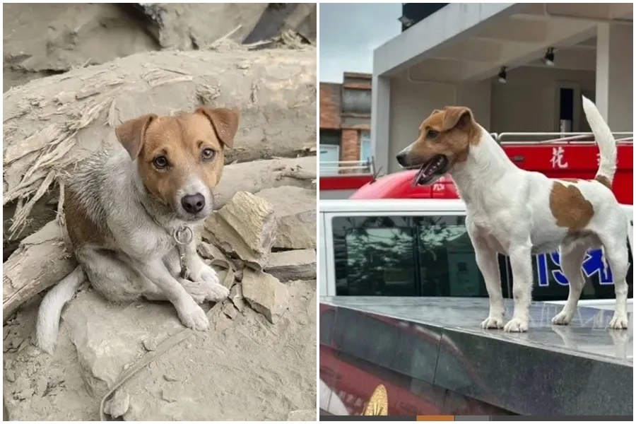 爆僅3歲搜救犬Wilson「遭領犬員踹頭亡」！前消防員揭內幕　花蓮消防局長回應了