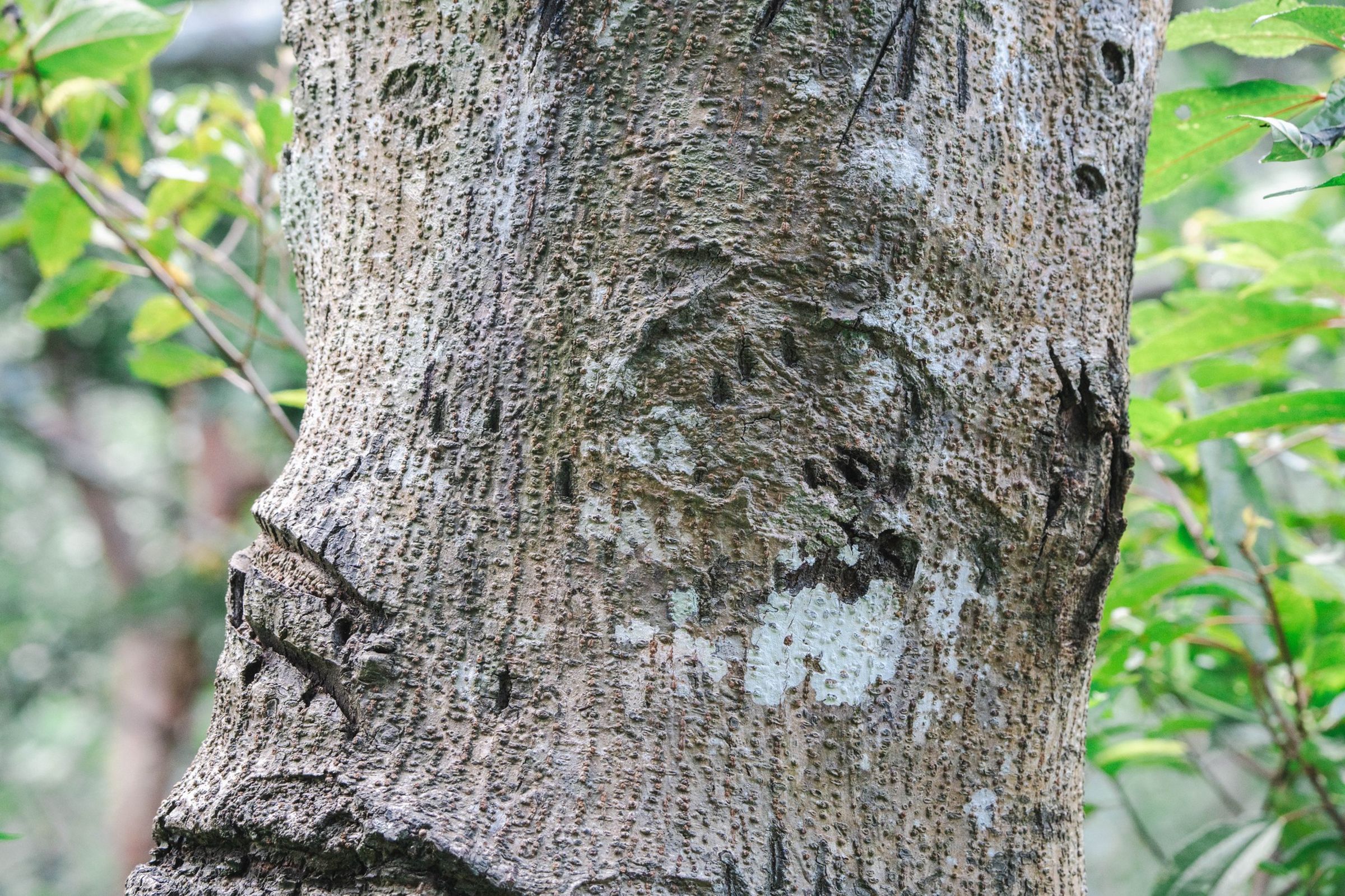 黑熊上下「熊樹」留下的爪痕。（翻攝自玉山國家公園粉絲專頁）