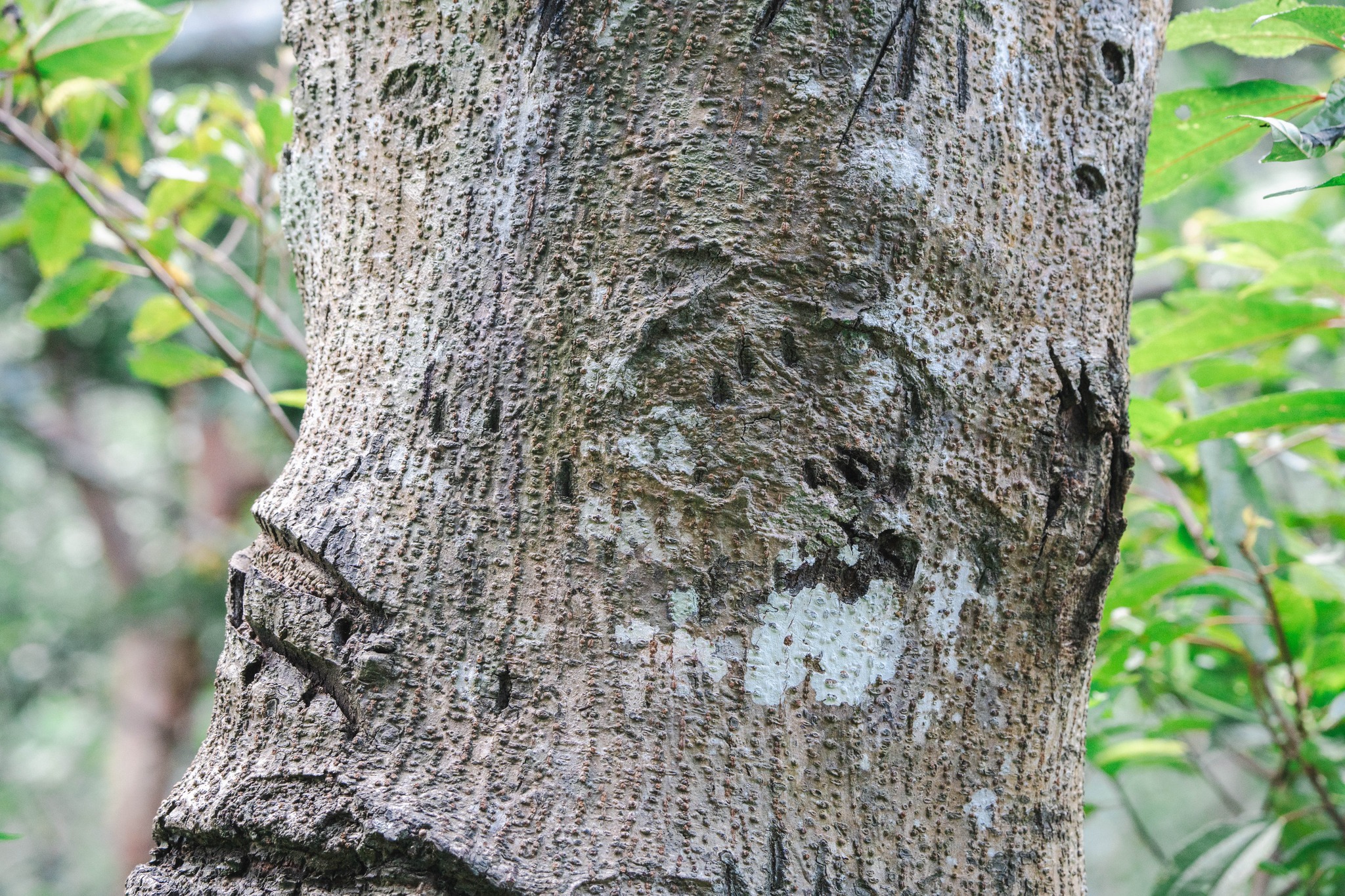 黑熊上下「熊樹」留下的爪痕。（翻攝自玉山國家公園粉絲專頁）