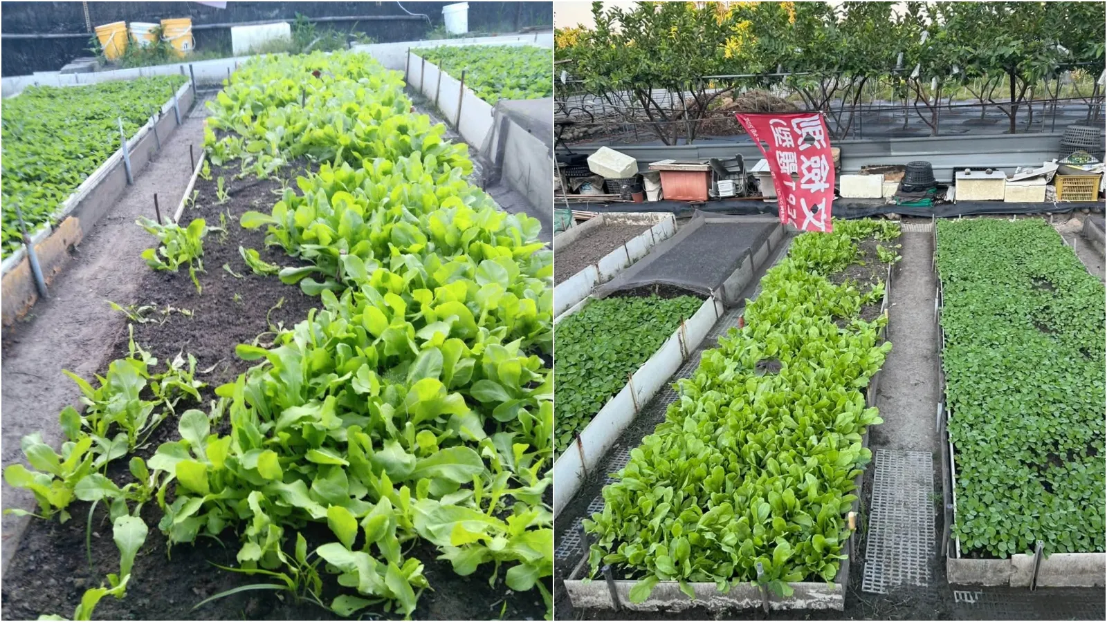 竊賊偷拔路邊蔬菜！「農民剛噴農藥超毒」　里長急喊：絕對不能吃