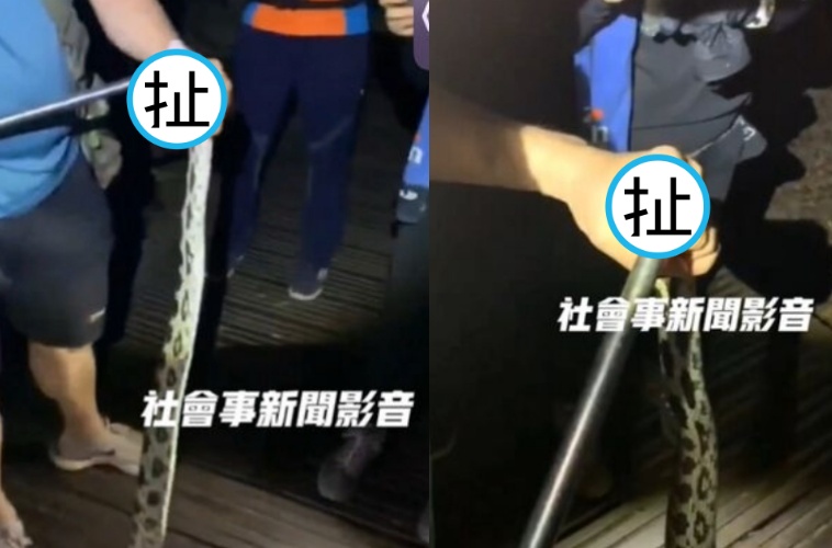 山友在柴山夜間活動竟「抓蛇玩拍照」，畫面曝光掀熱議。（翻攝自社會事新聞影音）