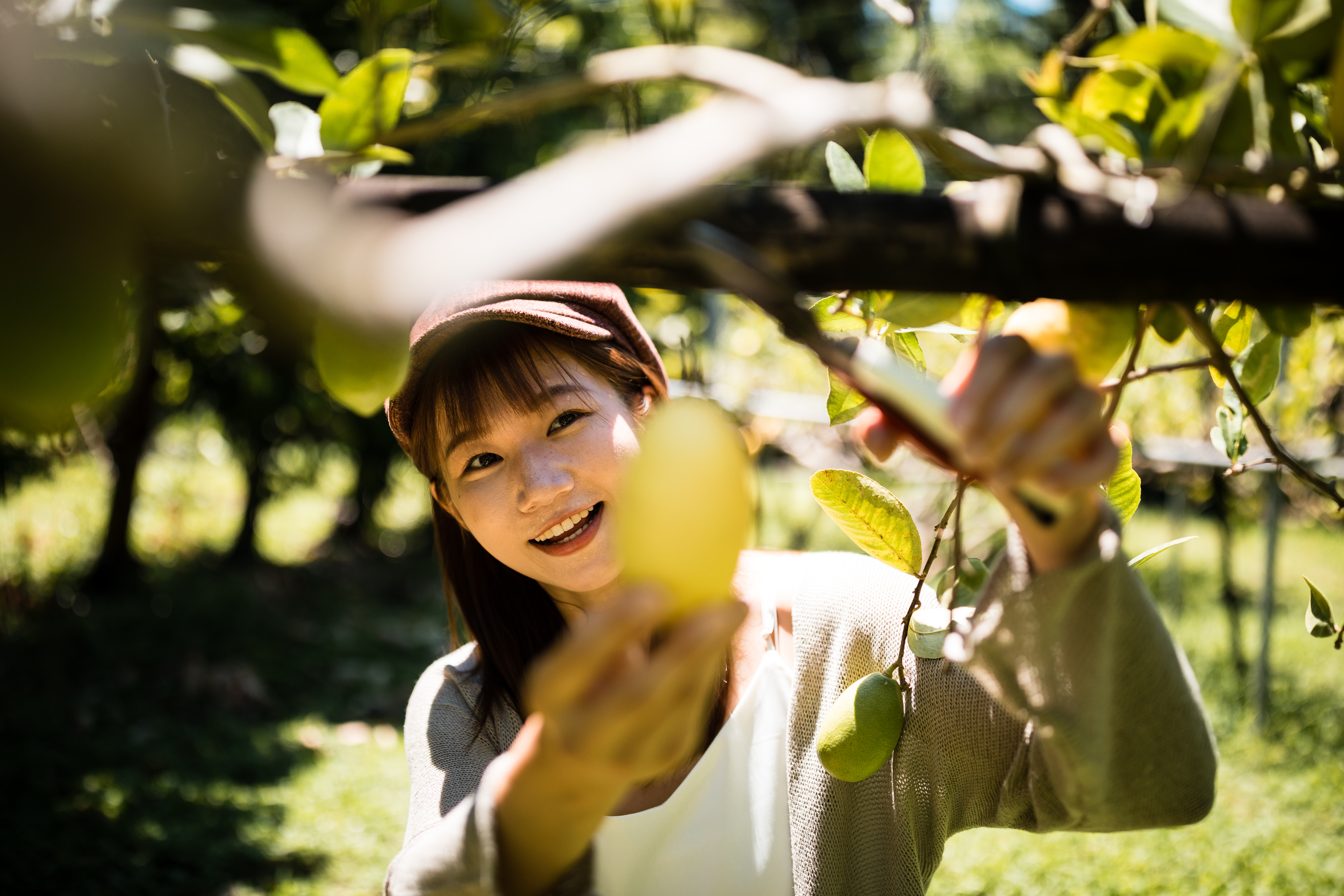 「東海萊姆園」開放遊客體驗採果。