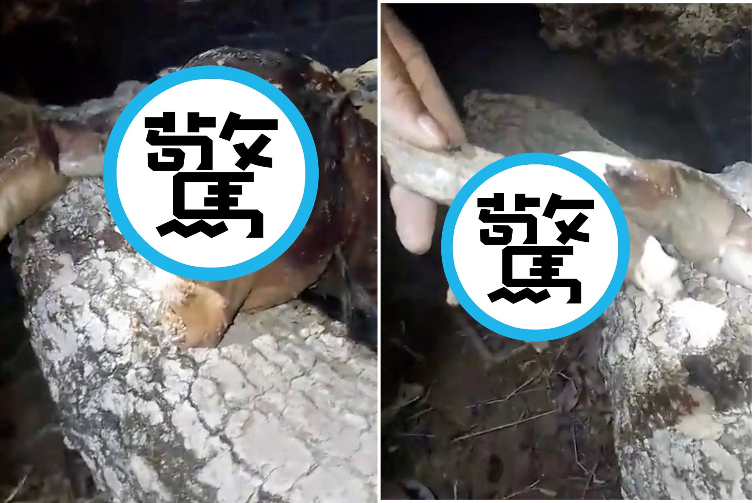 都市傳說「吸血怪」橫空出世?獵人聲稱捕獲,異形臉+人手超恐怖。(翻自《每日星報》)