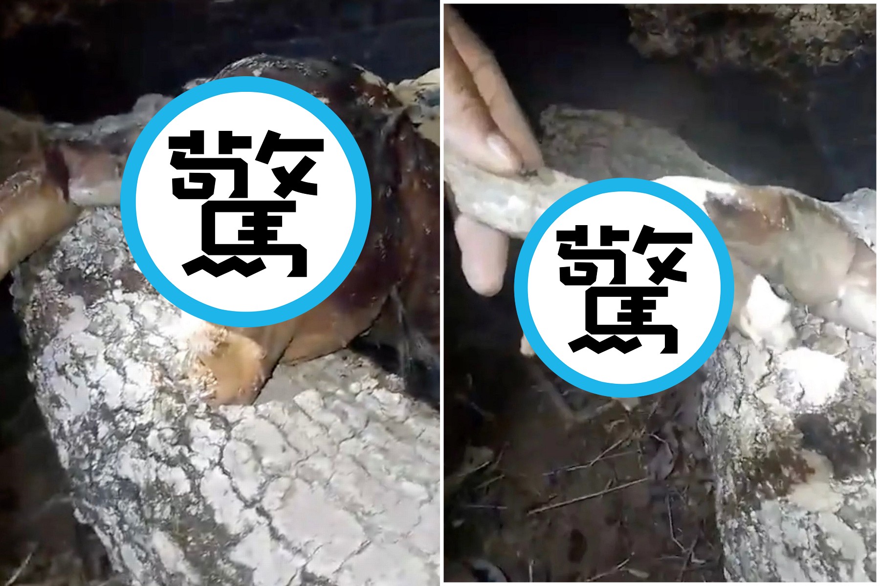 都市傳說「吸血怪」橫空出世？獵人聲稱捕獲，異形臉+人手超恐怖。（翻自《每日星報》）