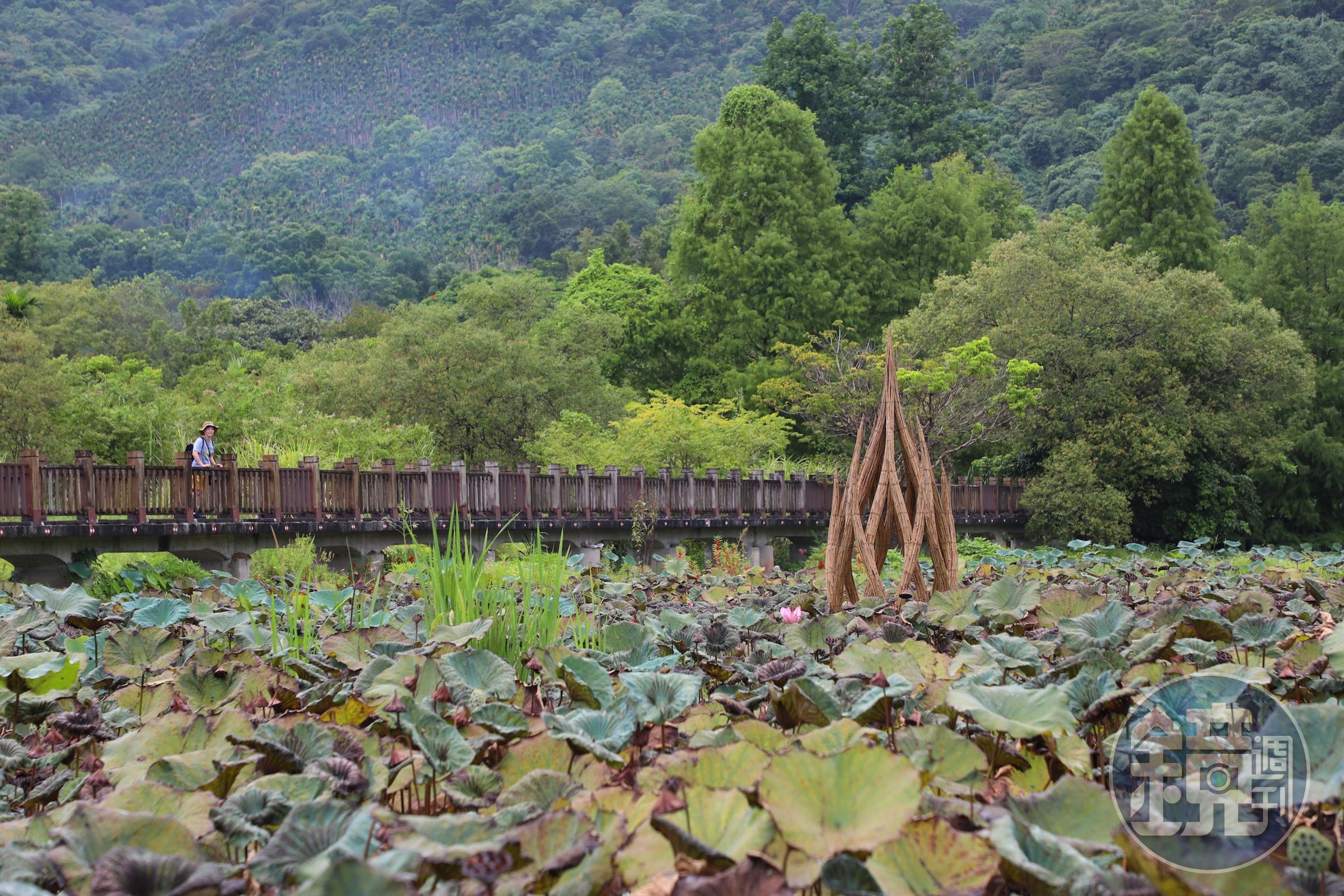 英國藝術家Tim Norris以在地竹材編織蓮花，作品《湧現》部分結構沉入馬太鞍濕地水面，彷彿從水中重新生長，並以竹子韌性象徵生命即使經歷風雨，仍能向光而生。
