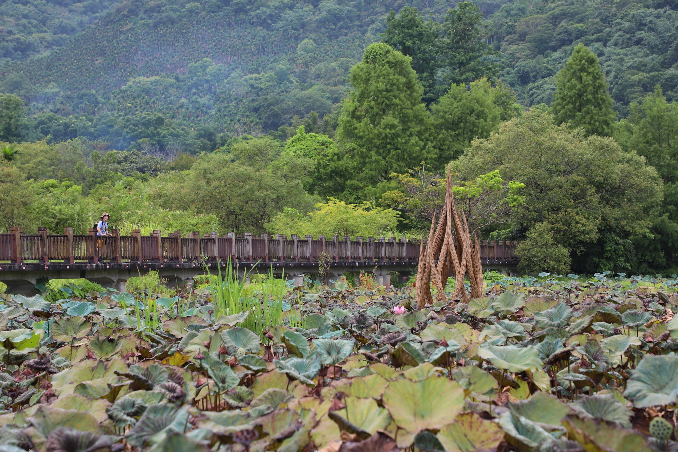 英國藝術家Tim Norris以在地竹材編織蓮花，作品《湧現》部分結構沉入馬太鞍濕地水面，彷彿從水中重新生長，並以竹子韌性象徵生命即使經歷風雨，仍能向光而生。