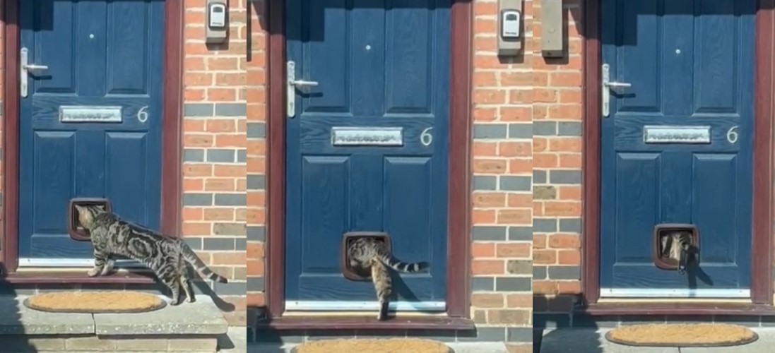 施工工人守候拍下「貓咪首用貓門」的溫馨畫面，卻意外成了不速之客的入侵紀錄。（翻攝自Tiktok／itsjoethehandyman）